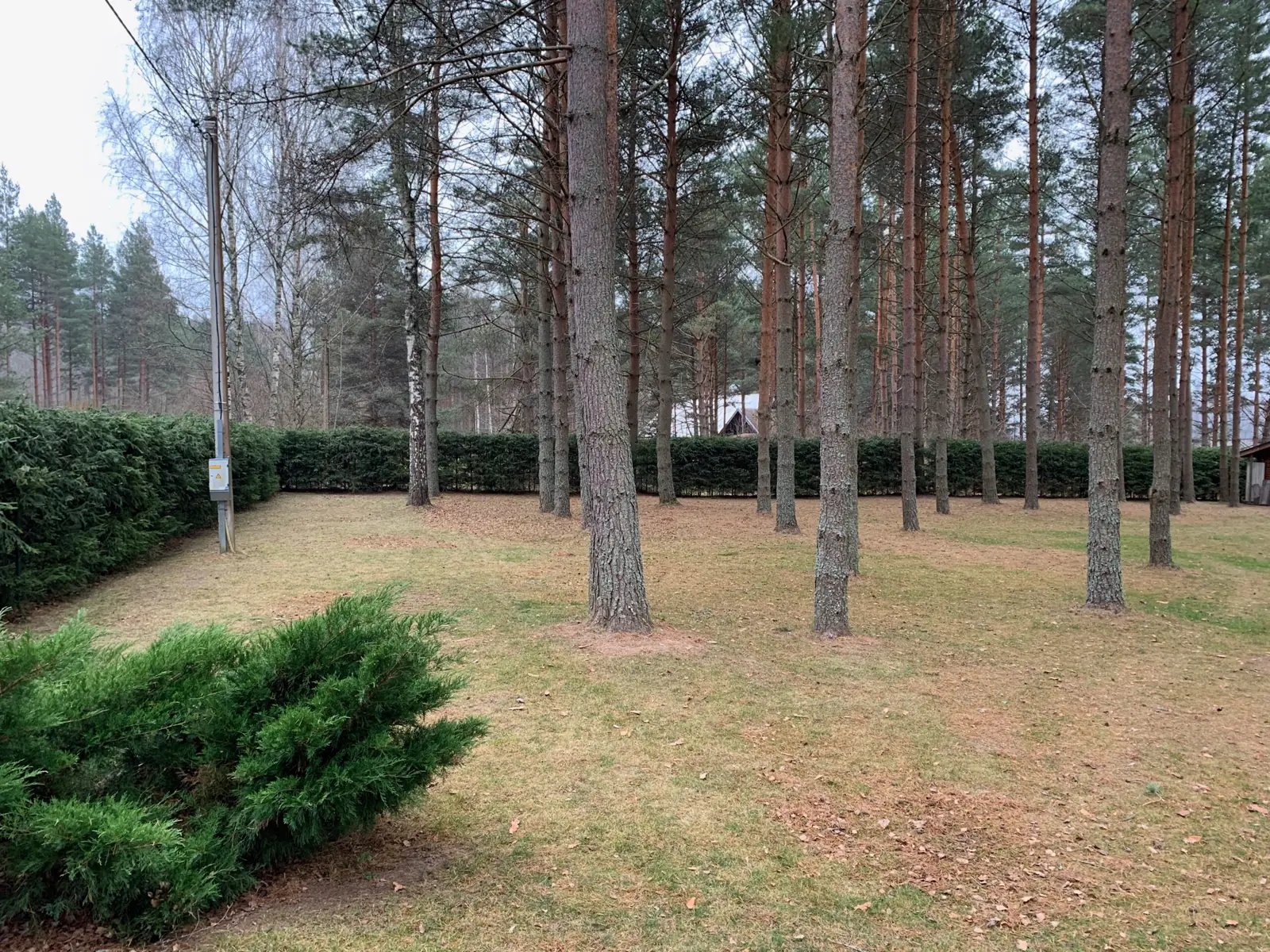 Kuuse heki hoolduslõikus
